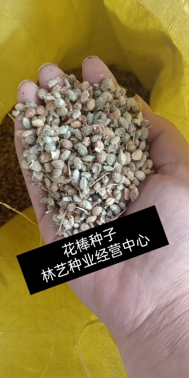 多年生新采花棒种子花棒灌木种子牛羊饲料牧草种子