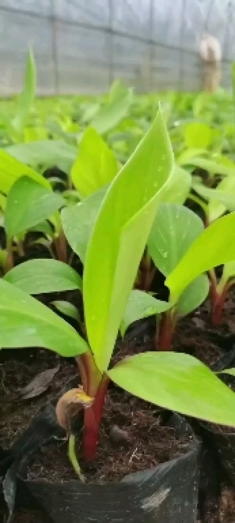 金粉一号香蕉苗，苹果蕉苗，抗病毒香蕉苗，粉蕉苗等