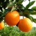 湖南怀化芷江高山脐橙基地直发品质保证价格优惠
