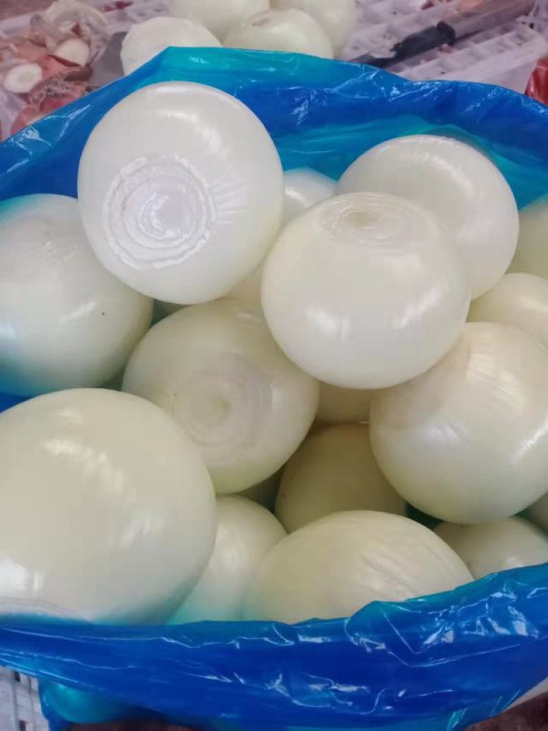 优质精品黄皮洋葱球，品质优良，量大从优，欢迎合作！！！