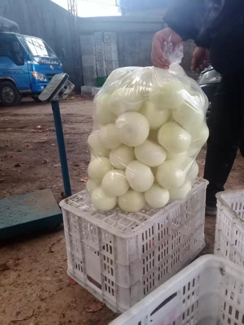 优质精品黄皮洋葱球，品质优良，量大从优，欢迎合作！！！