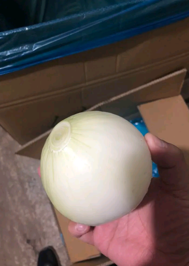 优质精品黄皮洋葱球，品质优良，量大从优，欢迎合作！！！