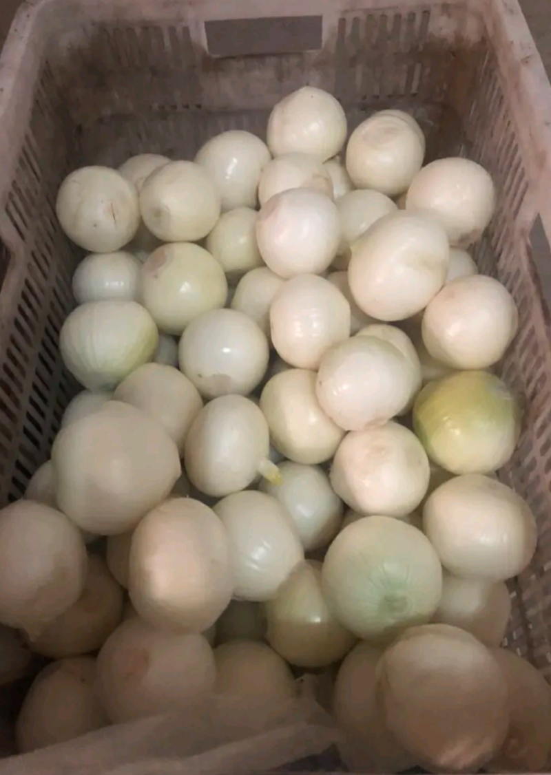 优质精品黄皮洋葱球，品质优良，量大从优，欢迎合作！！！