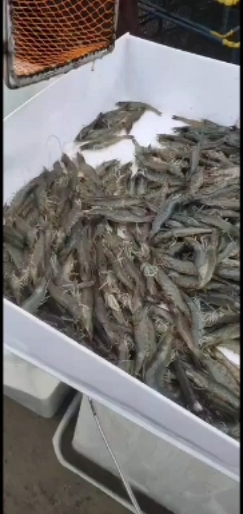 万亩年南美对虾质量可靠欢迎光临
