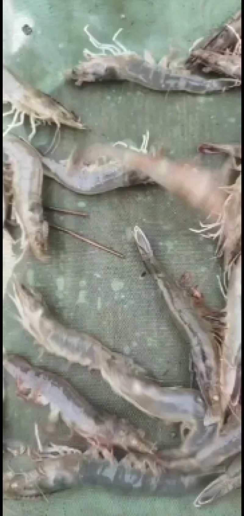 万亩年南美对虾质量可靠欢迎光临