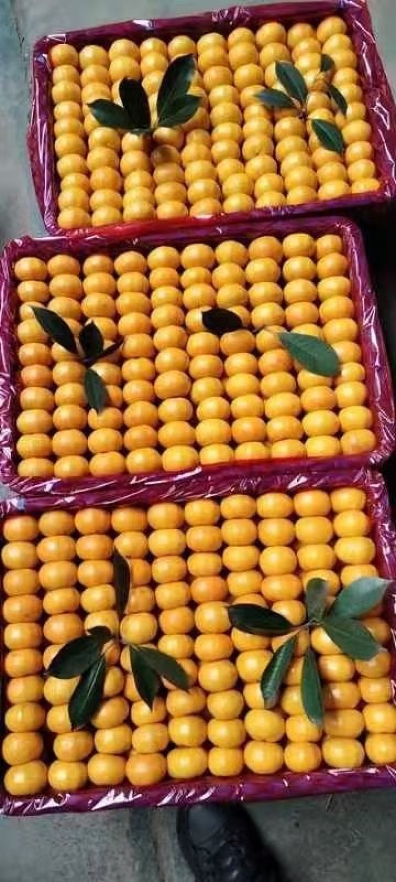 南丰桔，蜜桔，海沃德，米良