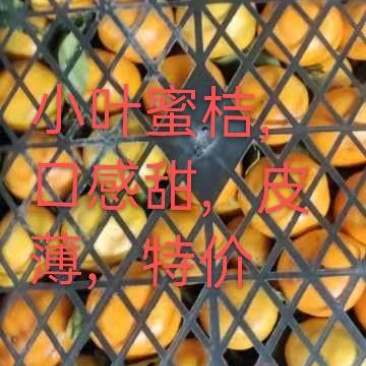 南丰桔，蜜桔，海沃德，米良
