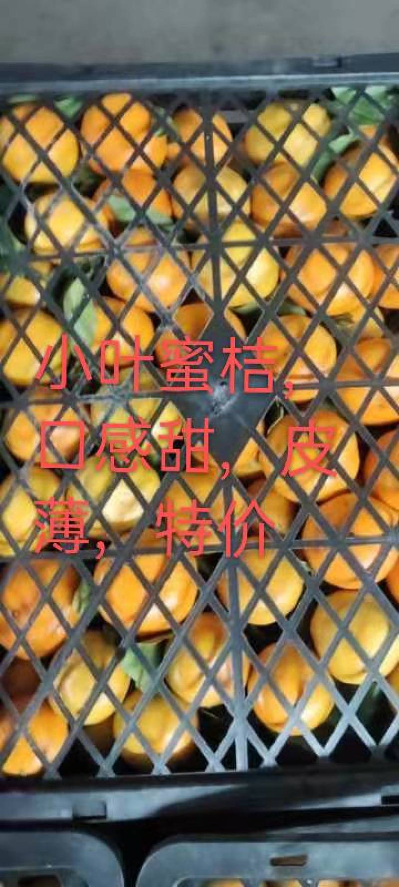 南丰桔，蜜桔，海沃德，米良