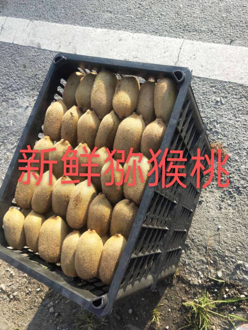 南丰桔，蜜桔，海沃德，米良