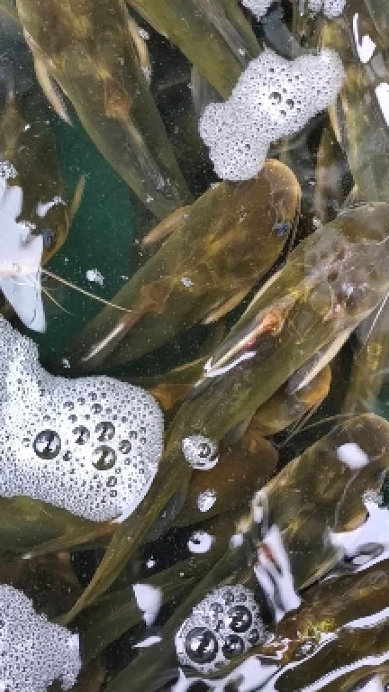 黄腊丁魚苗，黄腊丁是杂食性肥水养殖长速快收益高技术箭便