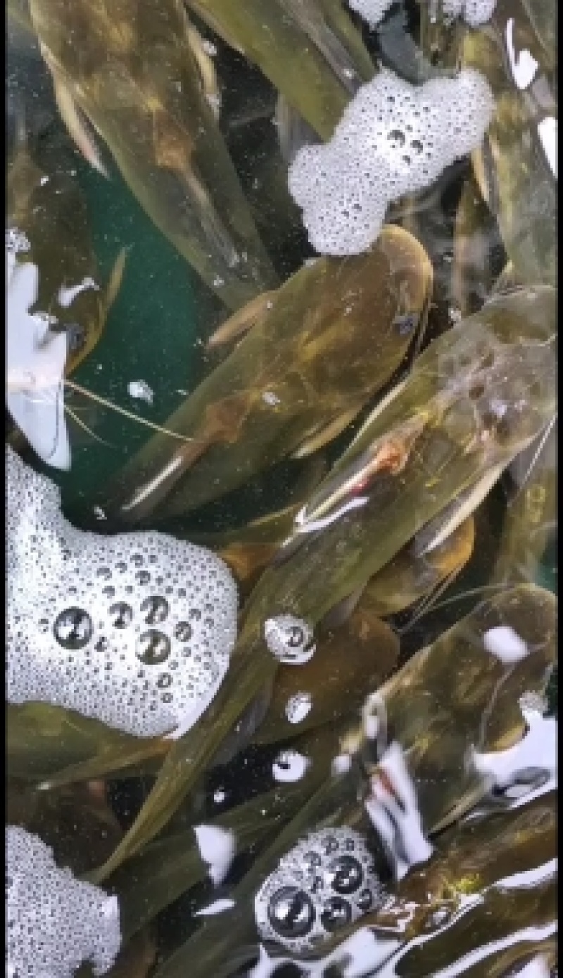 黄腊丁魚苗，黄腊丁是杂食性肥水养殖长速快收益高技术箭便