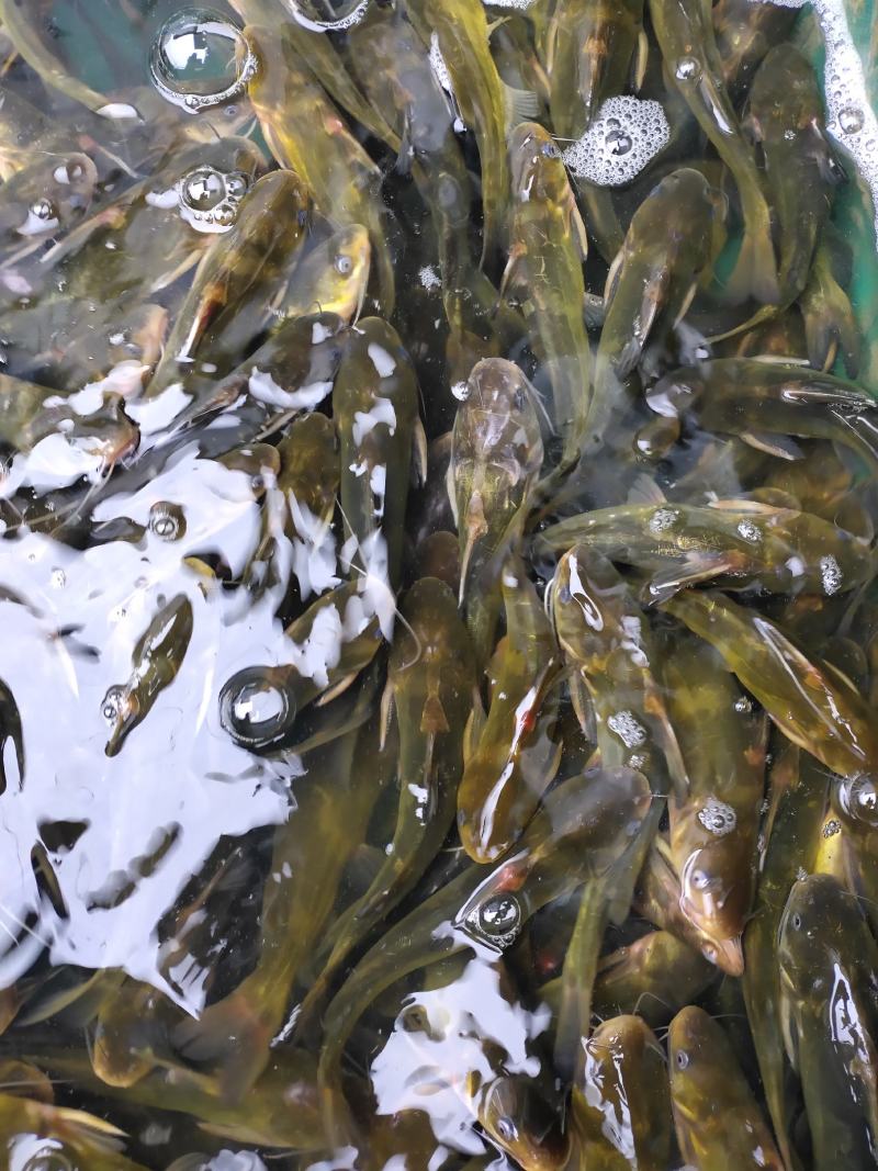 黄腊丁魚苗，黄腊丁是杂食性肥水养殖长速快收益高技术箭便
