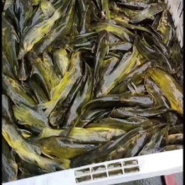 黄腊丁魚苗，黄腊丁是杂食性肥水养殖长速快收益高技术箭便