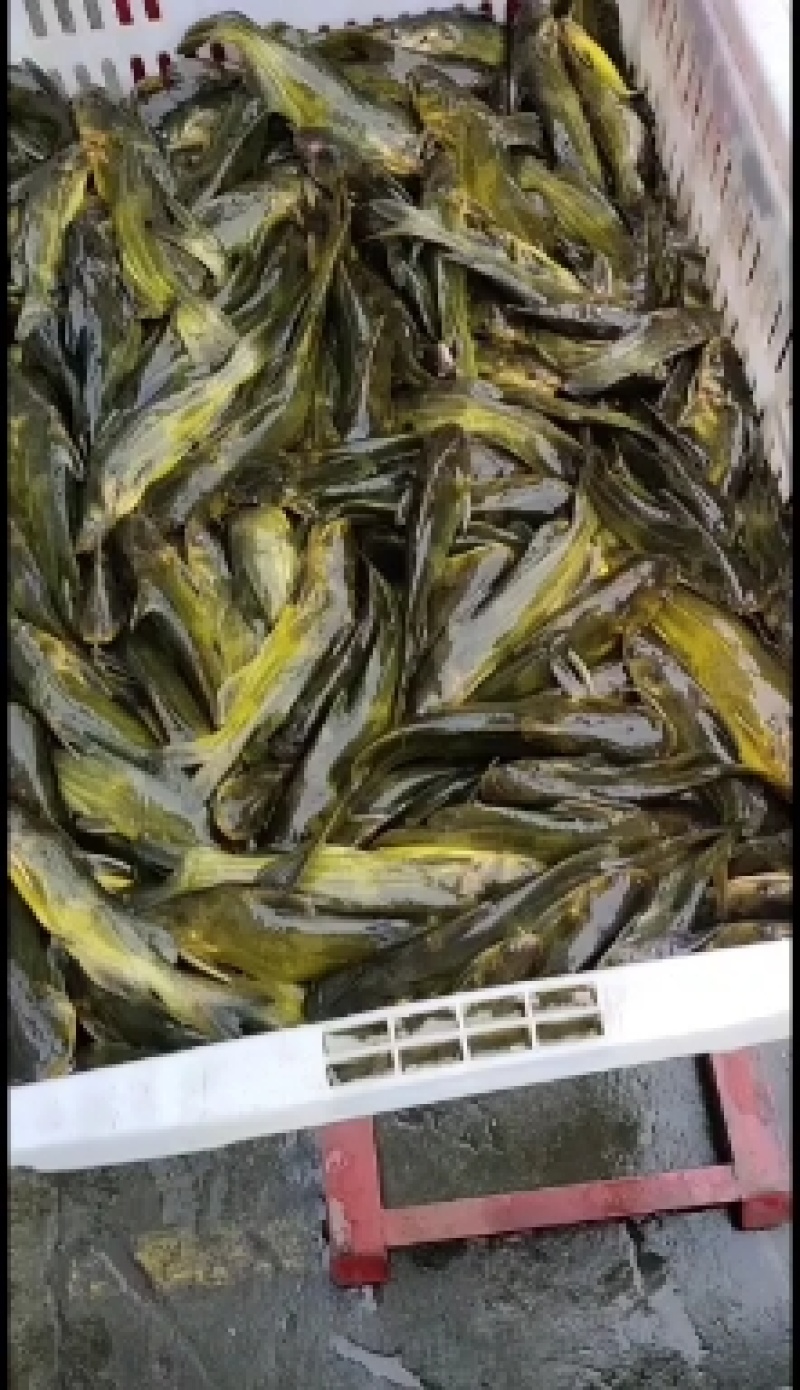 黄腊丁魚苗，黄腊丁是杂食性肥水养殖长速快收益高技术箭便