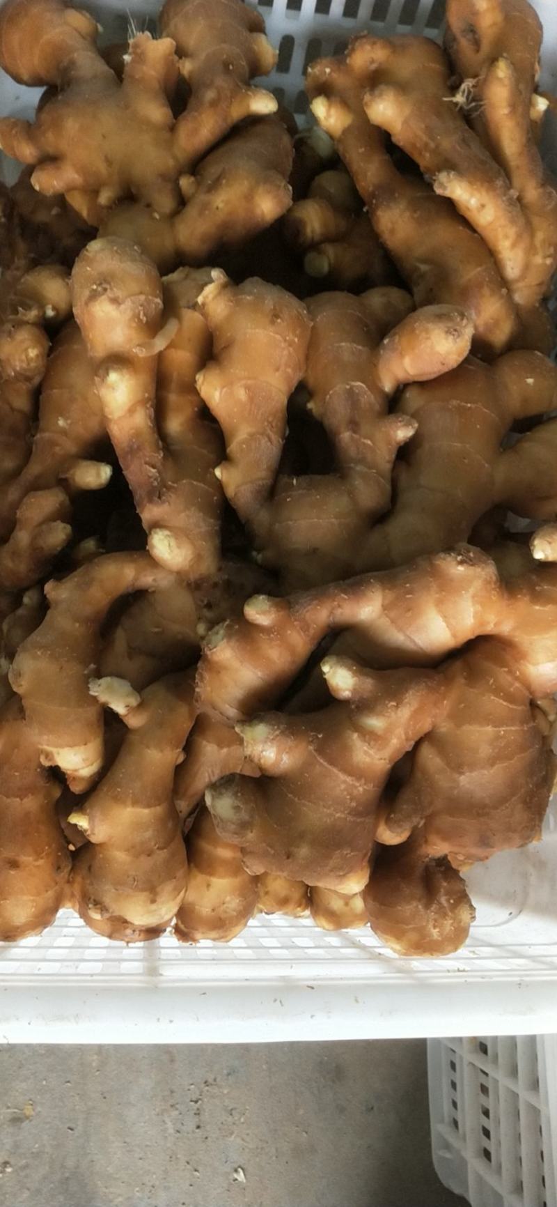 大黄姜，精品优选原产地大黄姜，保质保量，货源充足。