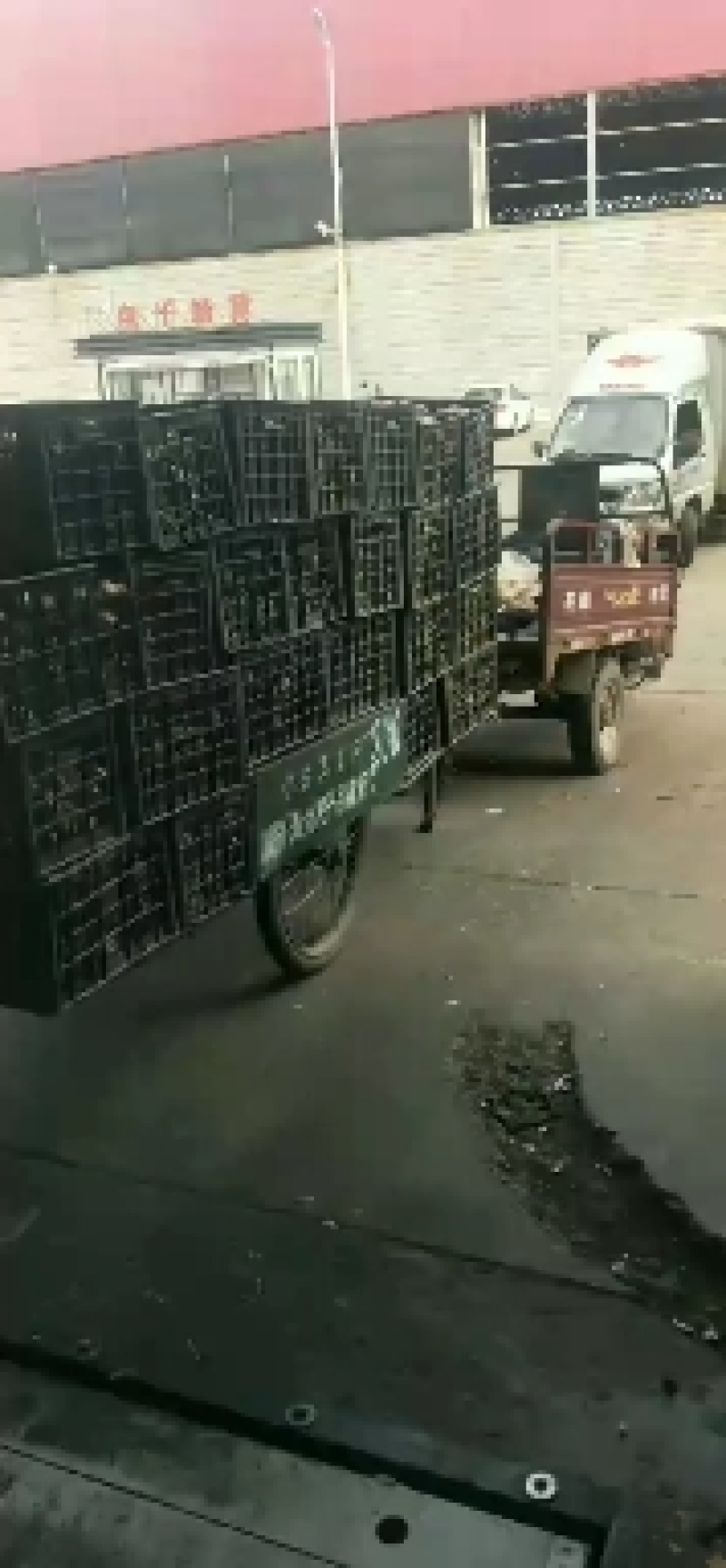 大黄姜，精品优选原产地大黄姜，保质保量，货源充足。