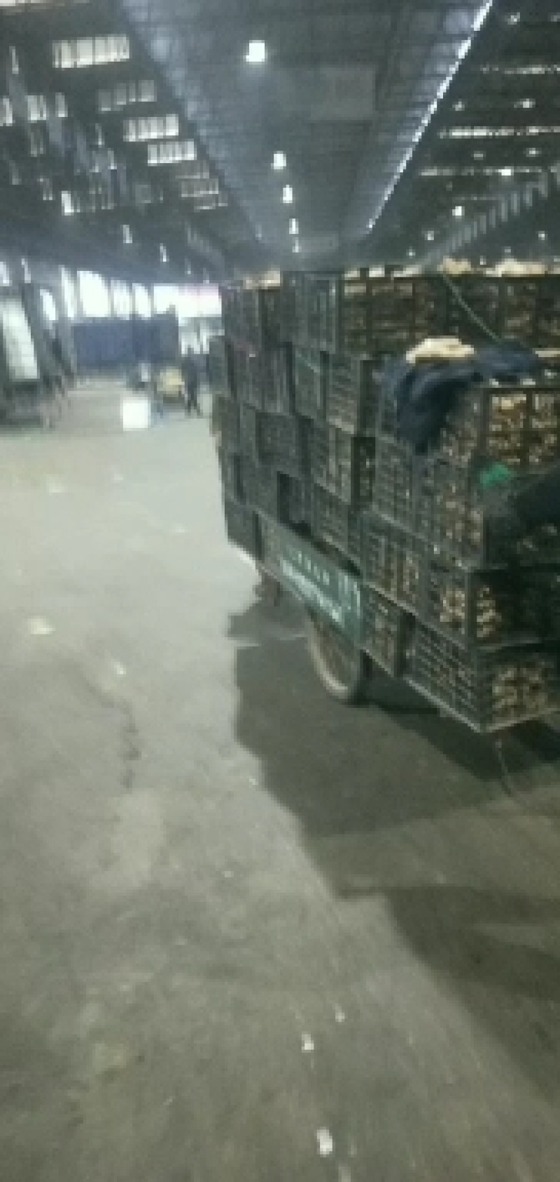 大黄姜，精品优选原产地大黄姜，保质保量，货源充足。