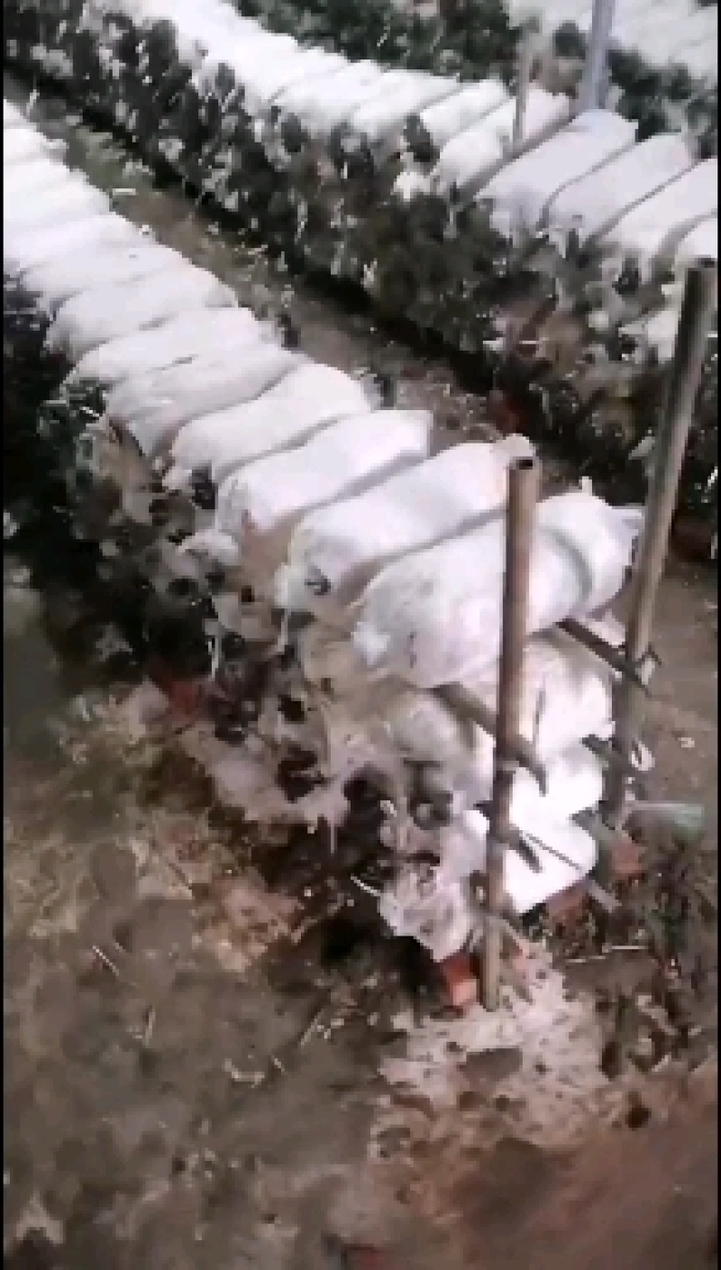 河北石家庄蘑菇（秀珍菇）大量批发专业对接各大超市电商