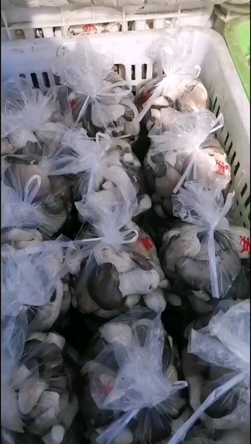河北石家庄蘑菇（秀珍菇）大量批发专业对接各大超市电商
