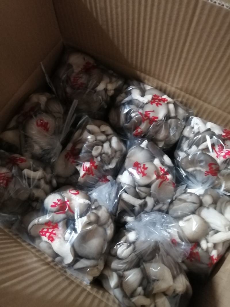 河北石家庄蘑菇（秀珍菇）大量批发专业对接各大超市电商