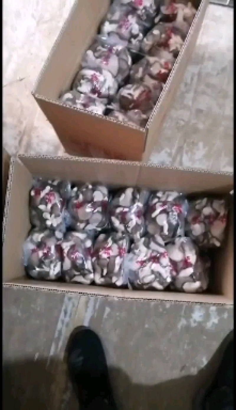 河北石家庄蘑菇（秀珍菇）大量批发专业对接各大超市电商