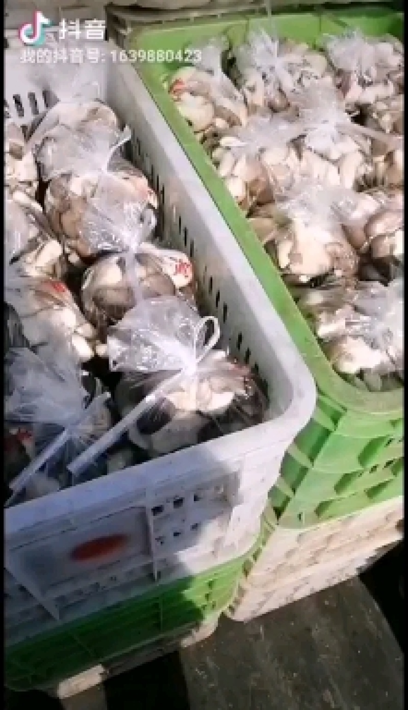 河北石家庄蘑菇（秀珍菇）大量批发专业对接各大超市电商
