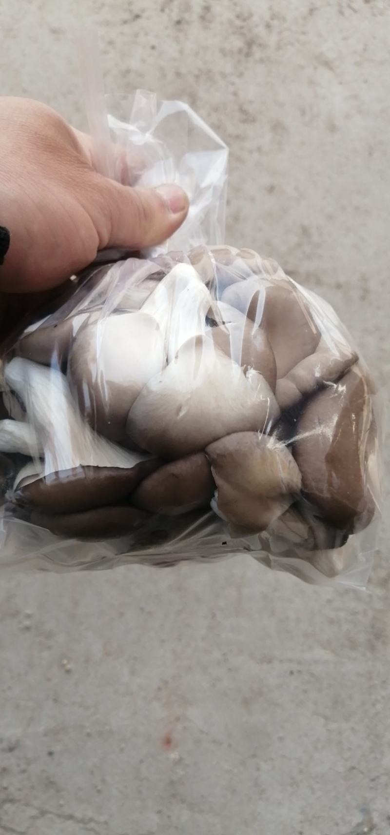 河北石家庄蘑菇（秀珍菇）大量批发专业对接各大超市电商