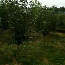 河北省遵化市2公分3公分4公分5公分各品种李子树