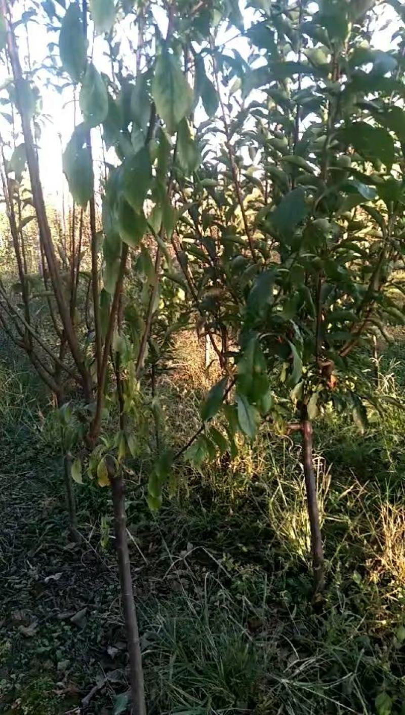 河北省遵化市2公分3公分4公分5公分各品种李子树