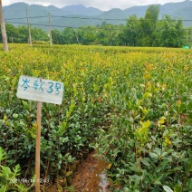 供良油茶苗