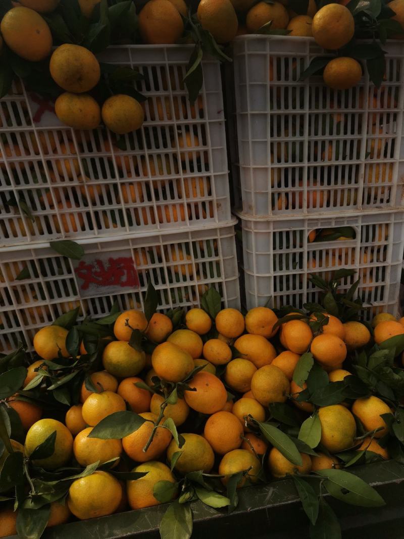 蜜橘