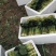 【白菜】辽宁小白菜大量供应保证品质可视频看货