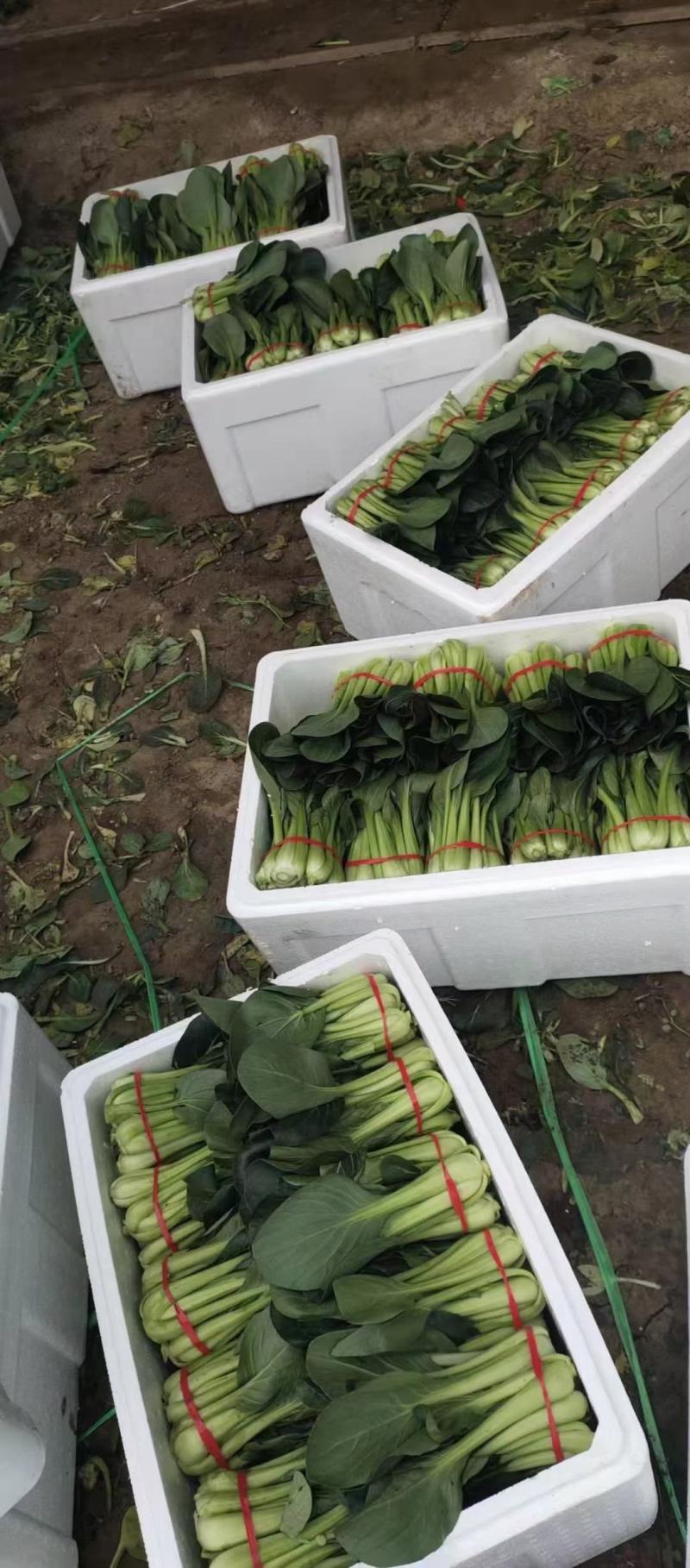 【白菜】辽宁小白菜大量供应保证品质可视频看货