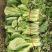 【白菜】辽宁小白菜大量供应保证品质可视频看货