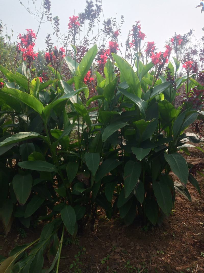 美人蕉花，2米高左右，观赏价值高，成活率高