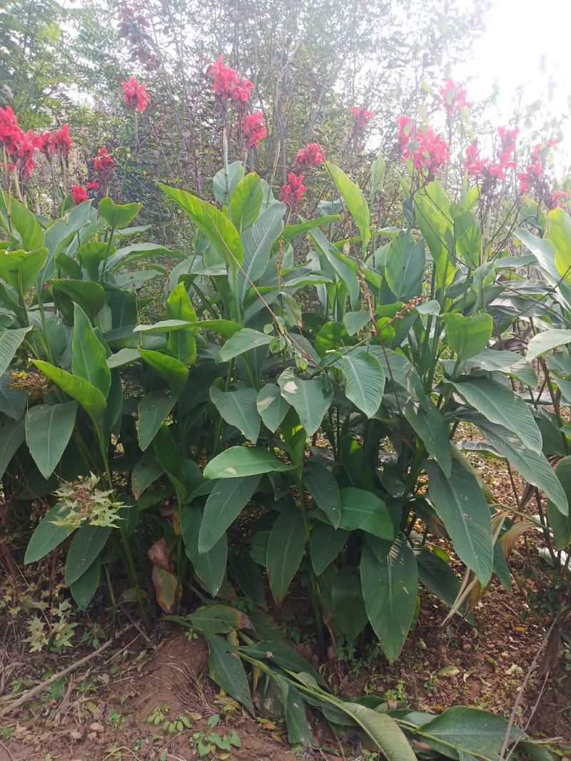 美人蕉花，2米高左右，观赏价值高，成活率高