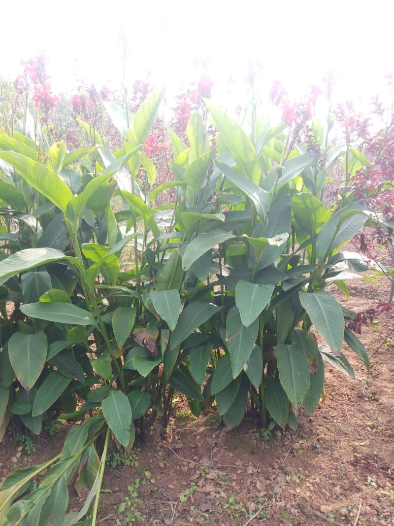 美人蕉花，2米高左右，观赏价值高，成活率高