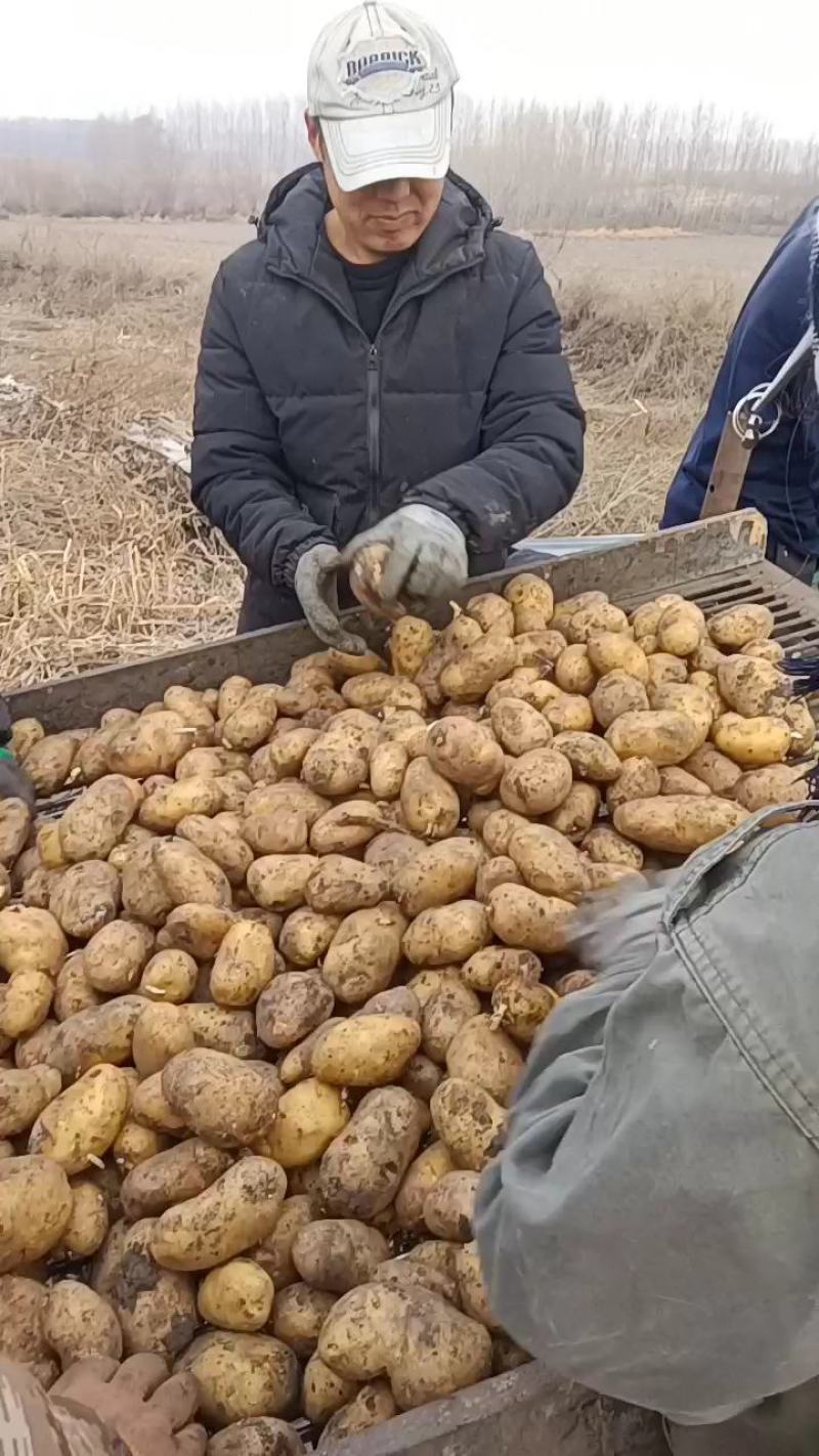 【精品】黑龙江荷兰十五种子，荷兰806种子，荷兰七种子