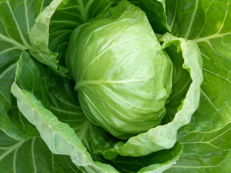甘蓝山东潍坊甘蓝包菜菜宣，质优价廉，产地货源充足