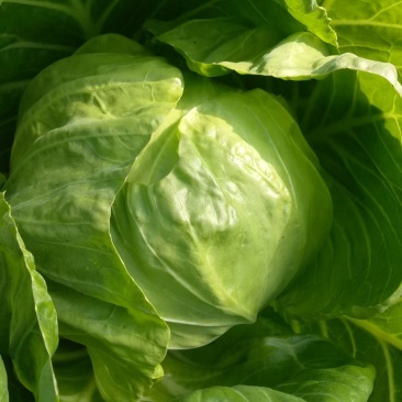甘蓝山东潍坊甘蓝包菜菜宣，质优价廉，产地货源充足
