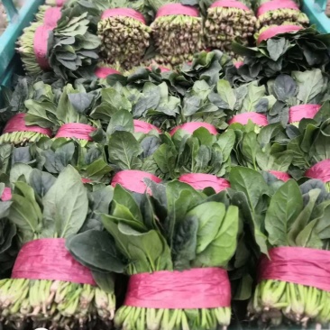 热销山东大叶菠菜面积广阔规格齐全做法只有你想不到没有做不
