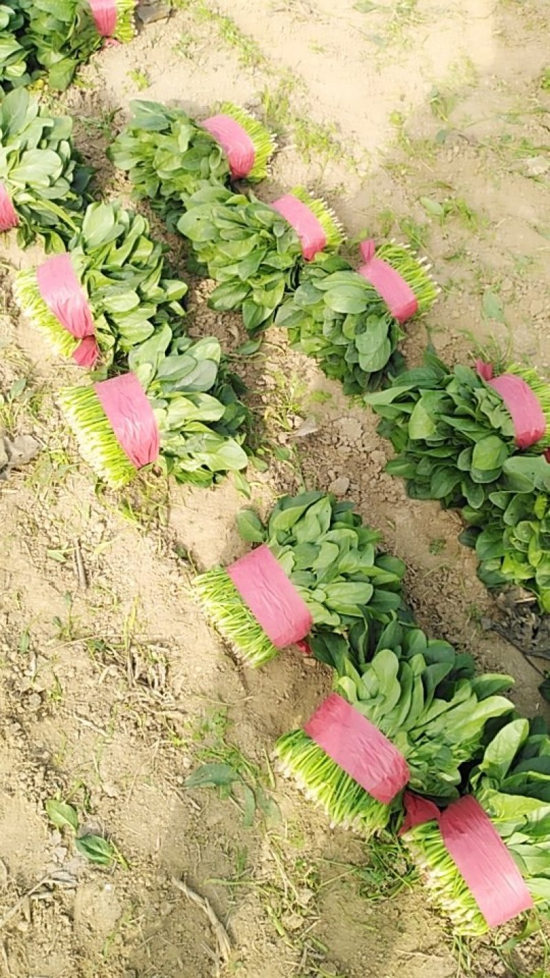 热销山东大叶菠菜面积广阔规格齐全做法只有你想不到没有做不