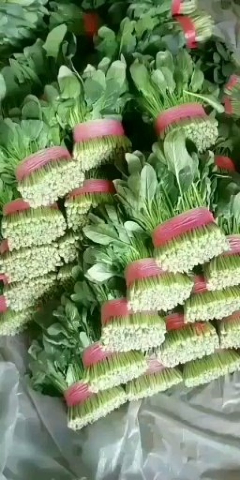 热销山东大叶菠菜面积广阔规格齐全做法只有你想不到没有做不