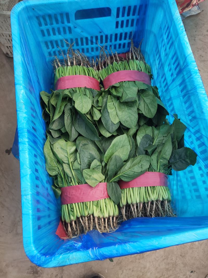 菠菜货源充足价格优产地直供走大量批发诚信服务！