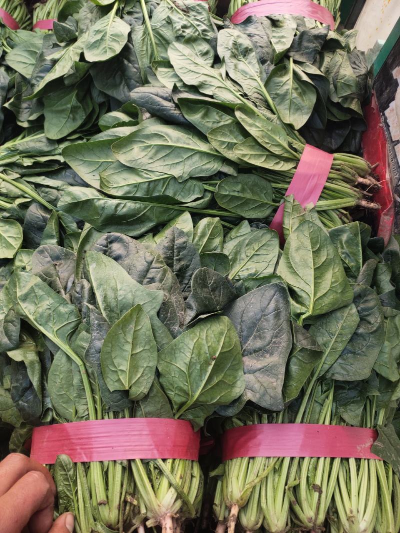 菠菜货源充足价格优产地直供走大量批发诚信服务！