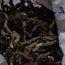 石菖蒲中药材