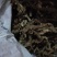 石菖蒲中药材