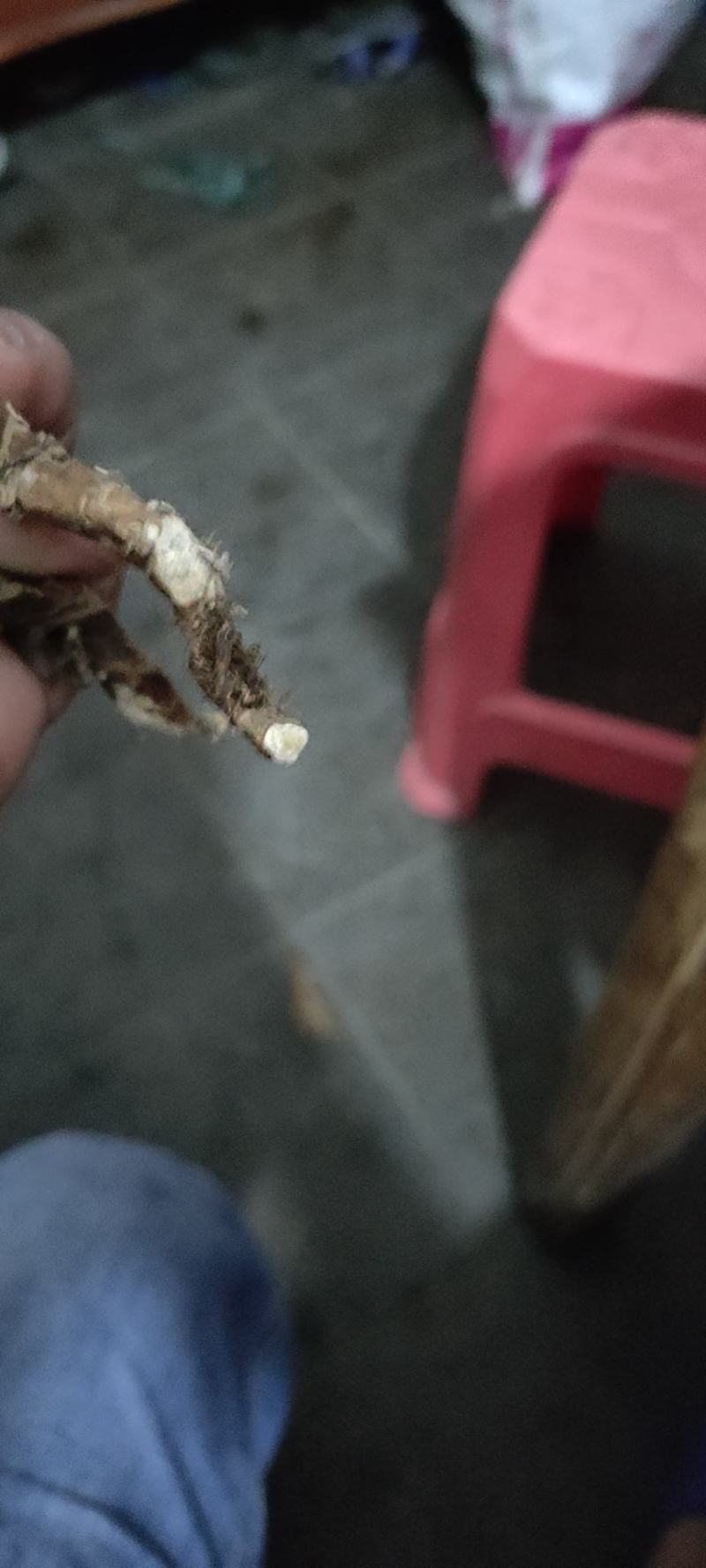石菖蒲中药材