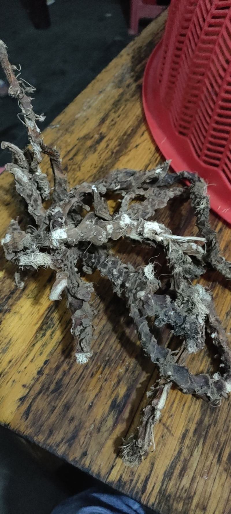 石菖蒲中药材