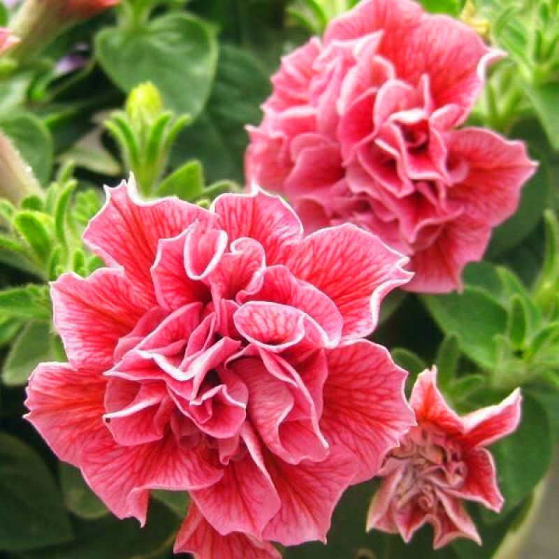 重瓣矮牵牛种子四季垂吊盆栽阳台室内多色植物花卉种子